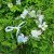 Blomsterkrans - Gårda Iris Flowerband (flerfarget)