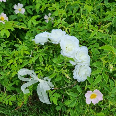 Blomsterkrans - Gårda Rose Flowerband (hvit)